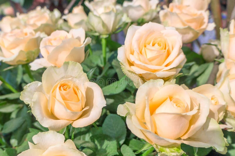 Mooie gele verse grote rozen stock fotografie Mooie gele verse grote rozen stock fotografie
