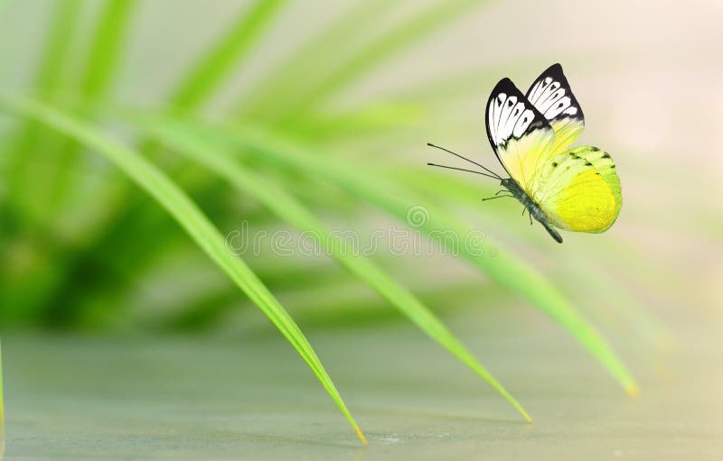 Mooie gele vlinderzitting op groene bladeren stock fotografie Mooie gele vlinderzitting op groene bladeren stock fotografie