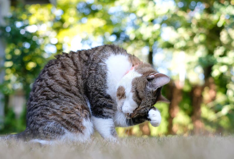 Mooie gestreepte kat die haar poot likken en haar gezicht wassen, sitt stock foto Mooie gestreepte kat die haar poot likken en haar gezicht wassen, sitt stock foto
