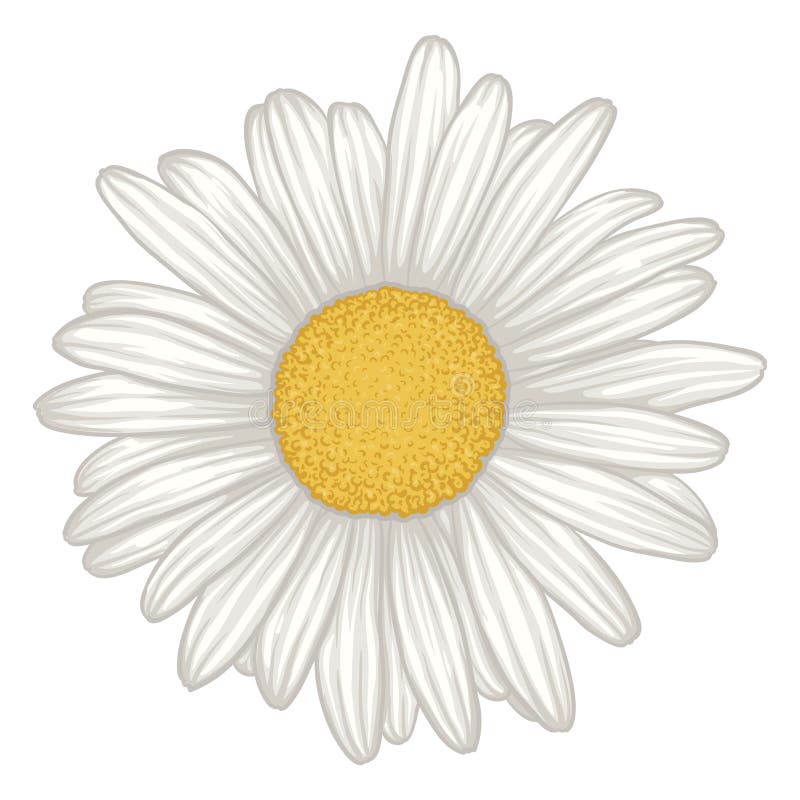 Mooie witte madeliefjesbloem geïsoleerd. vector illustratie
