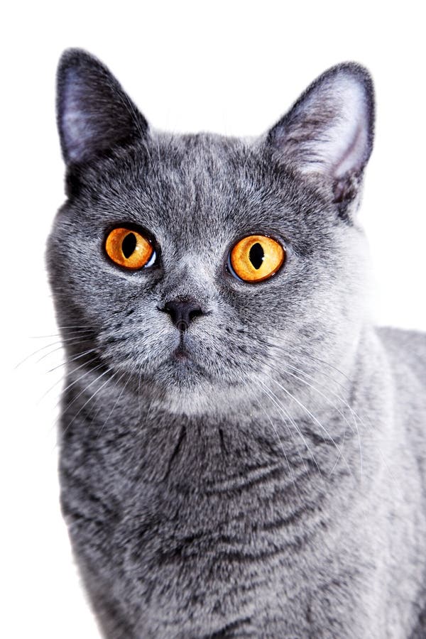 Mooie grijze Britse kat royalty-vrije stock fotografie Mooie grijze Britse kat royalty-vrije stock fotografie