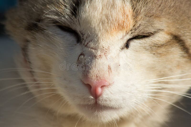 Mooie grijze dakloze kat in de straat royalty-vrije stock foto Mooie grijze dakloze kat in de straat royalty-vrije stock foto