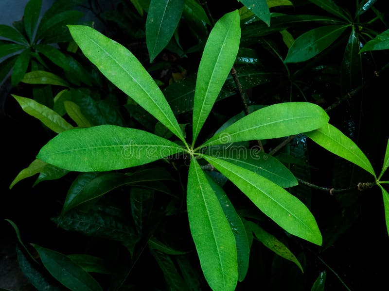 Mooie groene bladeren in regenachtig seizoen royalty-vrije stock fotografie Mooie groene bladeren in regenachtig seizoen royalty-vrije stock fotografie