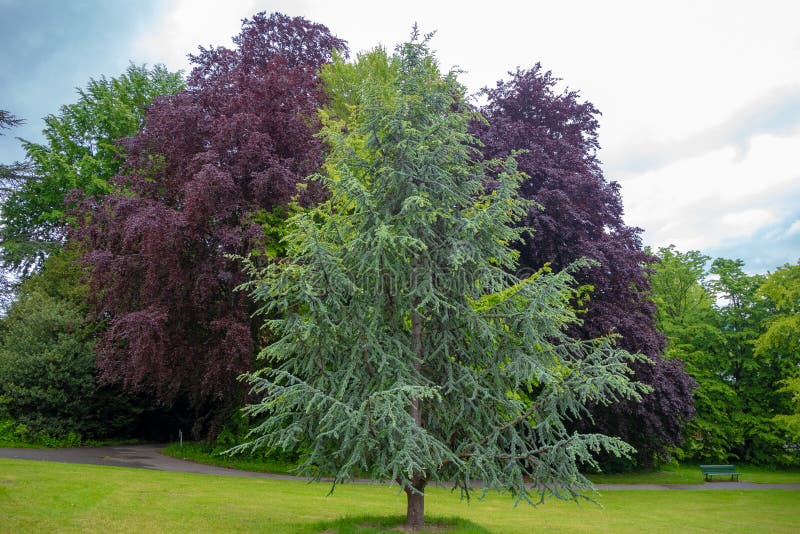 Mooie groene en purpere weelderige bomen in openbaar park met bewolkte hemel voor achtergrond stock foto Mooie groene en purpere weelderige bomen in openbaar park met bewolkte hemel voor achtergrond stock foto
