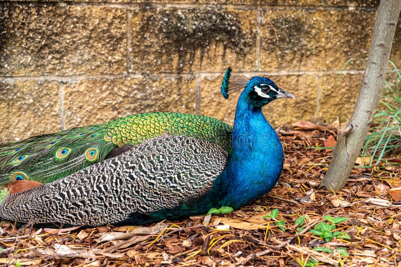 Beautiful Green peafowl Pavo muticus sitting down resting in a zoo. Beautiful Green peafowl Pavo muticus sitting down resting in a zoo