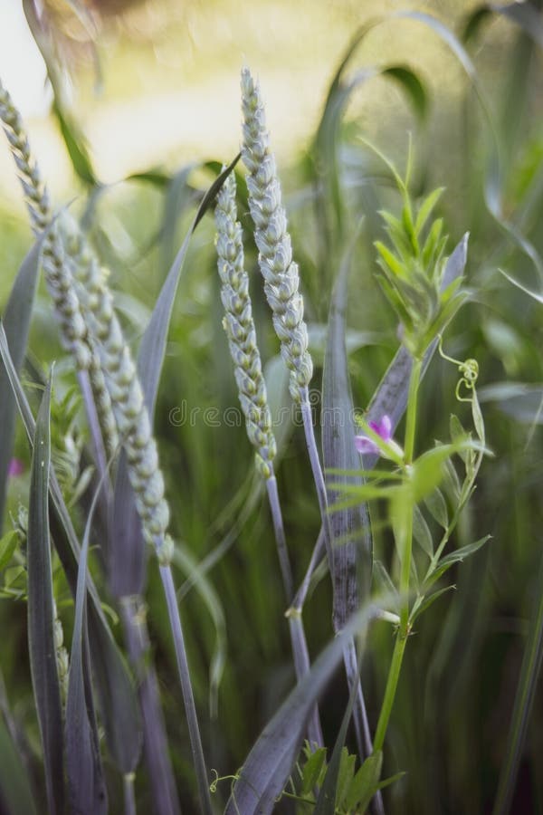 Mooie groene tarweachtergrond royalty-vrije stock fotografie Mooie groene tarweachtergrond royalty-vrije stock fotografie