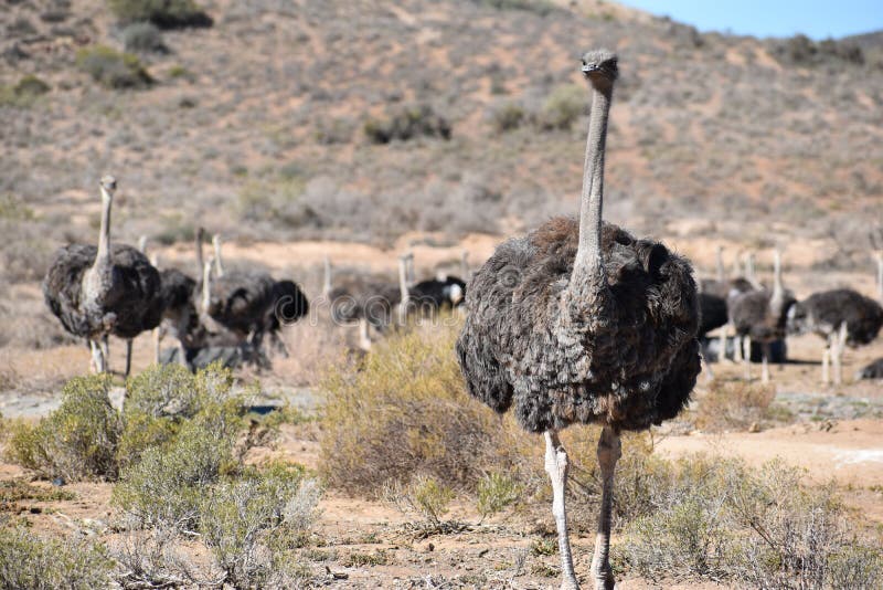 Mooie grote struisvogels op een landbouwbedrijf in Oudtshoorn, Weinig Karoo, in Zuid-Afrika stock fotografie Mooie grote struisvogels op een landbouwbedrijf in Oudtshoorn, Weinig Karoo, in Zuid-Afrika stock fotografie