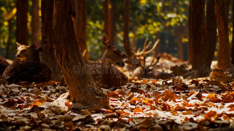 Mooie herten, willdlife fotografie, herten in bos royalty-vrije stock afbeelding Mooie herten, willdlife fotografie, herten in bos royalty-vrije stock afbeelding