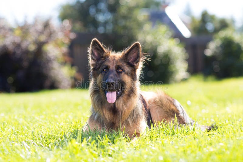 Mooie hond Duitse shepard in openlucht op een gebied royalty-vrije stock fotografie Mooie hond Duitse shepard in openlucht op een gebied royalty-vrije stock fotografie