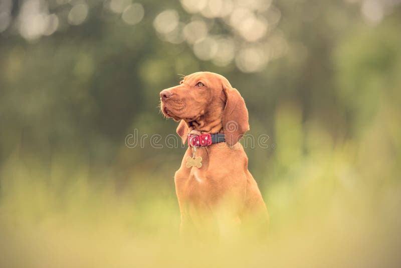 Mooie Hongaarse vizslahond in het park royalty-vrije stock afbeeldingen Mooie Hongaarse vizslahond in het park royalty-vrije stock afbeeldingen