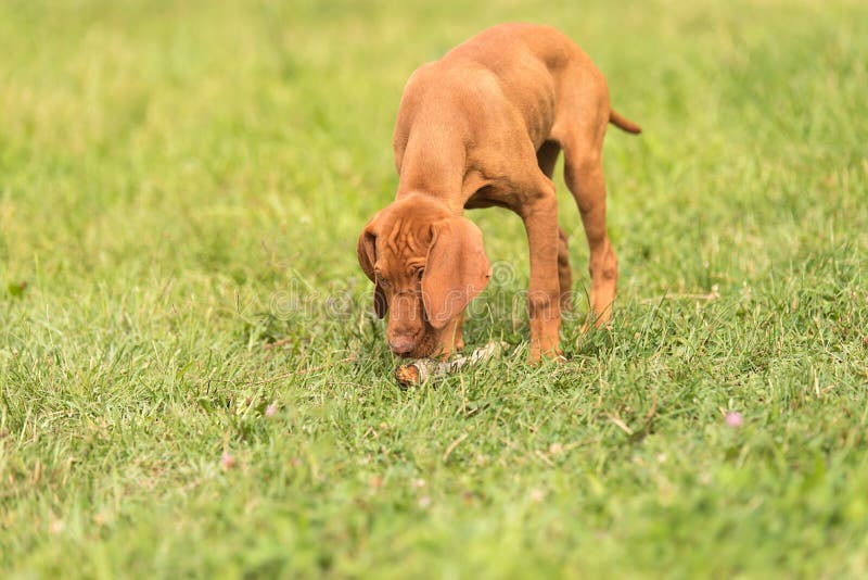 Mooie Hongaarse vizslahond in het park stock afbeelding Mooie Hongaarse vizslahond in het park stock afbeelding