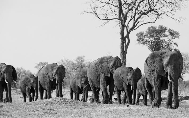 Mooie iconische foto van een kudde van olifanten die door bushveld in zwart-wit lopen royalty-vrije stock afbeelding Mooie iconische foto van een kudde van olifanten die door bushveld in zwart-wit lopen royalty-vrije stock afbeelding