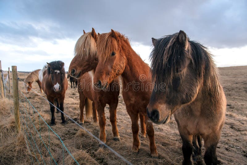 Mooie Ijslandse paarden in IJsland royalty-vrije stock foto Mooie Ijslandse paarden in IJsland royalty-vrije stock foto