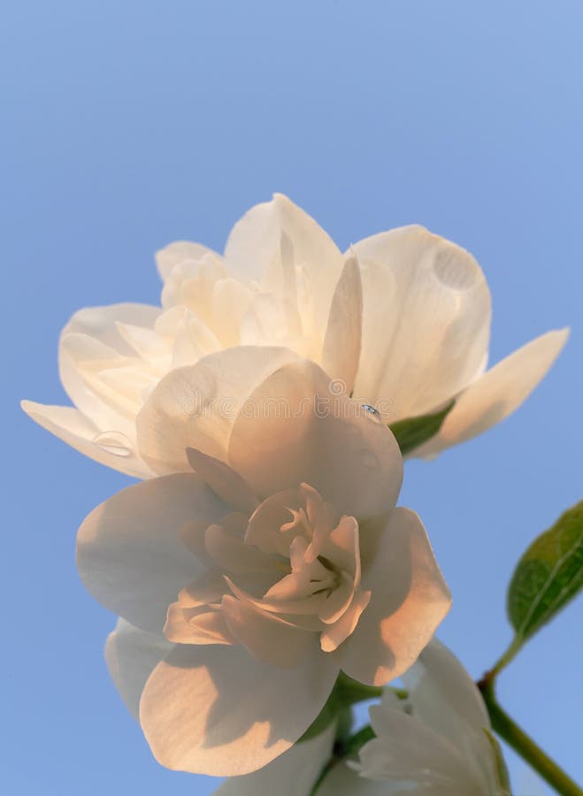 Mooie jasmijnbloesem tegen blauwe hemel in het licht van de avondzonsondergang van de zomertuin Close-up royalty-vrije stock afbeelding Mooie jasmijnbloesem tegen blauwe hemel in het licht van de avondzonsondergang van de zomertuin Close-up royalty-vrije stock afbeelding