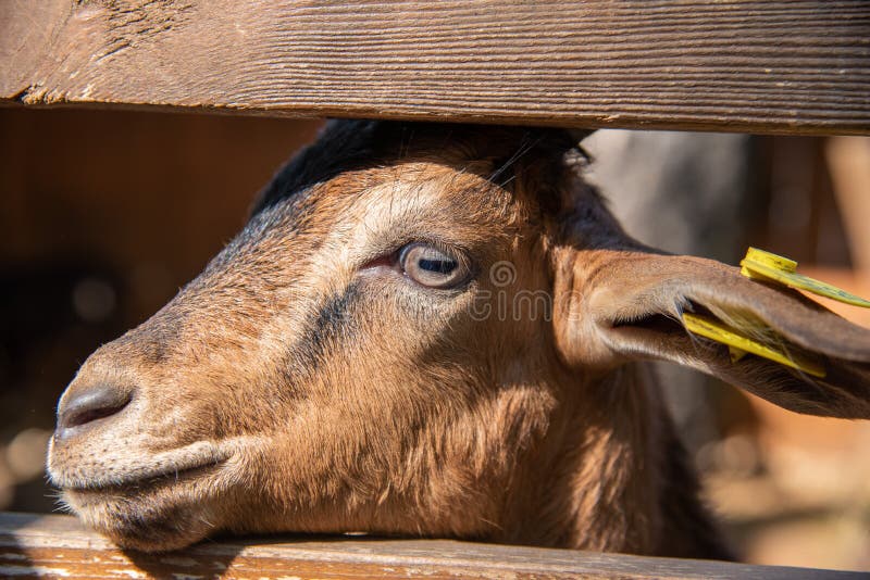 Mooie jonge geit die uit de omheining het landbouwbedrijf bekijken royalty-vrije stock foto Mooie jonge geit die uit de omheining het landbouwbedrijf bekijken royalty-vrije stock foto