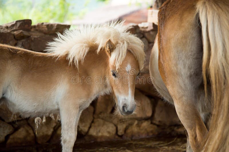 Mooie jonge poney en moeder stock foto's Mooie jonge poney en moeder stock foto's