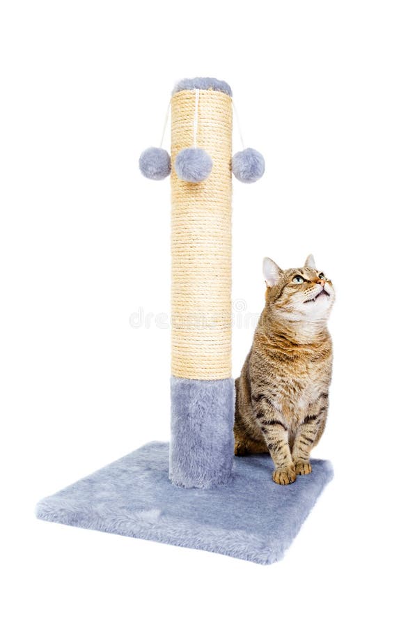 Mooie kat met het krassen van post royalty-vrije stock afbeelding Mooie kat met het krassen van post royalty-vrije stock afbeelding