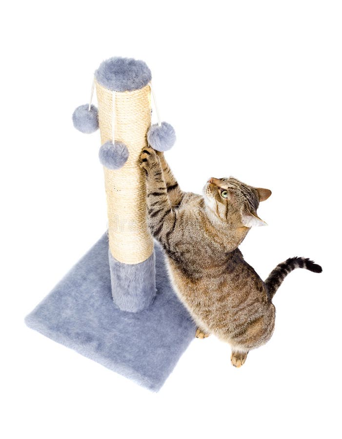 Mooie kat met het krassen van post stock afbeelding Mooie kat met het krassen van post stock afbeelding