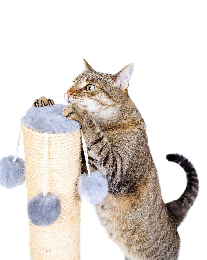 Mooie kat met het krassen van post stock foto's Mooie kat met het krassen van post stock foto's