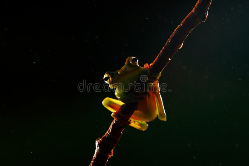Mooie kikker in de nacht Olive Tree Frog, Scinax-elaeochroa, van de bos Tropische wildernis van Costa Rica met dier Kikker het wa stock foto's Mooie kikker in de nacht Olive Tree Frog, Scinax-elaeochroa, van de bos Tropische wildernis van Costa Rica met dier Kikker het wa stock foto's