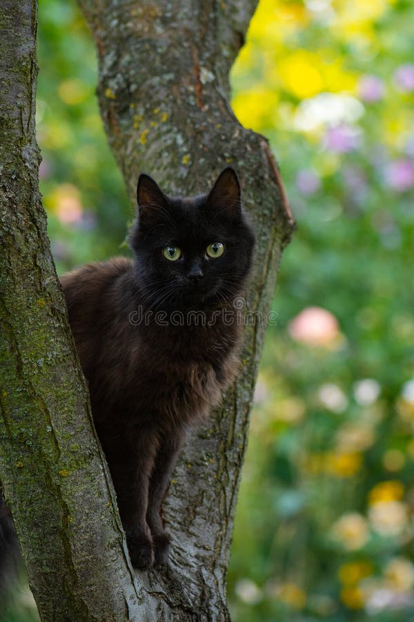 Mooie, kleurrijke kat bereidt zich voor om van de boom te springen. aantrekkelijk huisdier dat niet uit de boom wil vallen stock afbeeldingen Mooie, kleurrijke kat bereidt zich voor om van de boom te springen. aantrekkelijk huisdier dat niet uit de boom wil vallen stock afbeeldingen