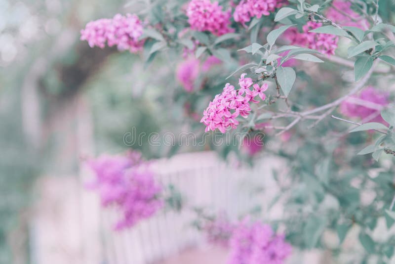 Mooie kleurrijke roze purpere lilac bloemen met groene bladeren op onscherpe achtergrond bokeh royalty-vrije stock fotografie Mooie kleurrijke roze purpere lilac bloemen met groene bladeren op onscherpe achtergrond bokeh royalty-vrije stock fotografie