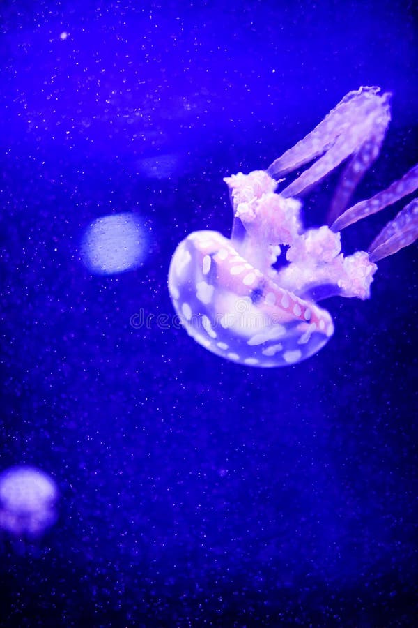 Mooie kwallen, kwal in het neonlicht met de vissen Het onderwaterleven in oceaankwallen opwindend en kosmisch gezicht royalty-vrije stock afbeelding Mooie kwallen, kwal in het neonlicht met de vissen Het onderwaterleven in oceaankwallen opwindend en kosmisch gezicht royalty-vrije stock afbeelding