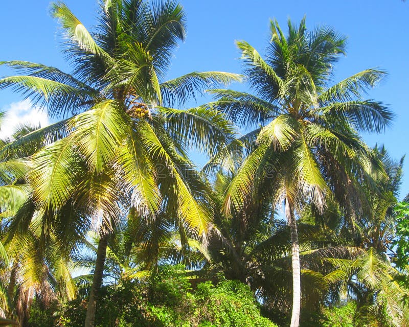 Mooie lange kokosnotenpalmen op eiland in de Caraïben, Dominicaanse Republiek Wildernislandschap Exotisch Paradise stock afbeelding Mooie lange kokosnotenpalmen op eiland in de Caraïben, Dominicaanse Republiek Wildernislandschap Exotisch Paradise stock afbeelding