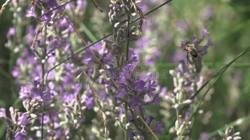 Mooie lavenderbloemen met een vliegende bijen boven een dichtbijgelegen uitzicht.
