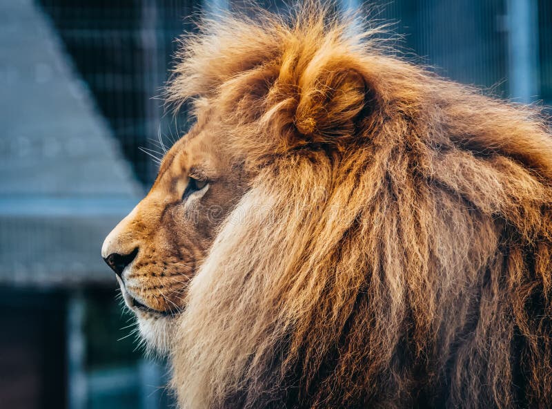 Mooie leeuw in een kooi royalty-vrije stock afbeeldingen Mooie leeuw in een kooi royalty-vrije stock afbeeldingen
