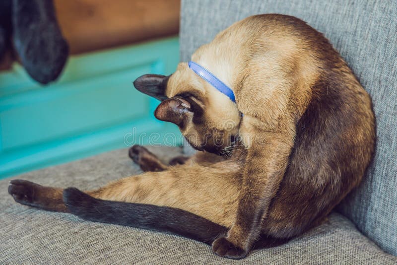 Mooie leuke kat die zijn poot op de stoel likken royalty-vrije stock afbeelding Mooie leuke kat die zijn poot op de stoel likken royalty-vrije stock afbeelding