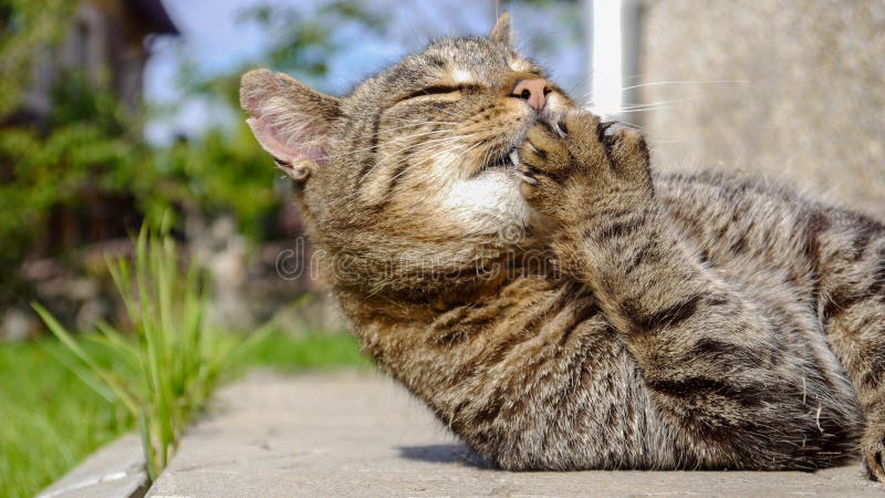 Mooie leuke kat die zijn poot op yard met grappige emoties likt stock afbeelding Mooie leuke kat die zijn poot op yard met grappige emoties likt stock afbeelding
