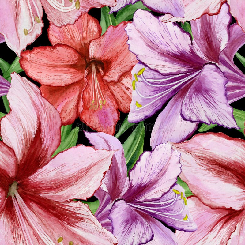 Mooie levendige purpere en rode amaryllisbloemen op zwarte achtergrond Naadloos de lentepatroon Het Schilderen van de waterverf royalty-vrije illustratie Mooie levendige purpere en rode amaryllisbloemen op zwarte achtergrond Naadloos de lentepatroon Het Schilderen van de waterverf royalty-vrije illustratie