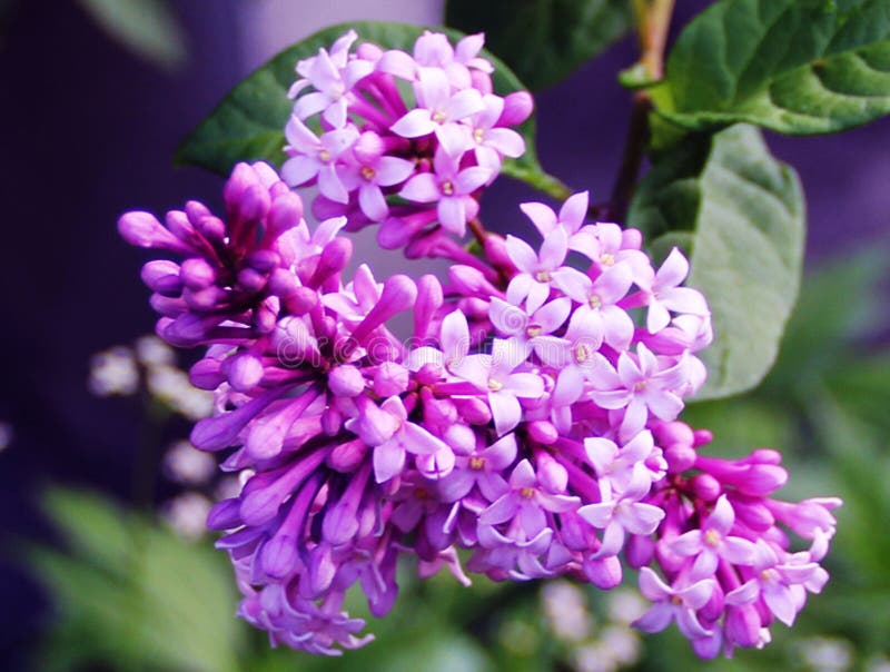 Mooie lilac bloemen op een tak stock fotografie Mooie lilac bloemen op een tak stock fotografie