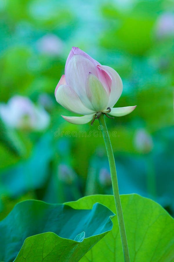 Mooie Lotus Bud met Kleurrijke Groene Achtergrond royalty-vrije stock fotografie Mooie Lotus Bud met Kleurrijke Groene Achtergrond royalty-vrije stock fotografie