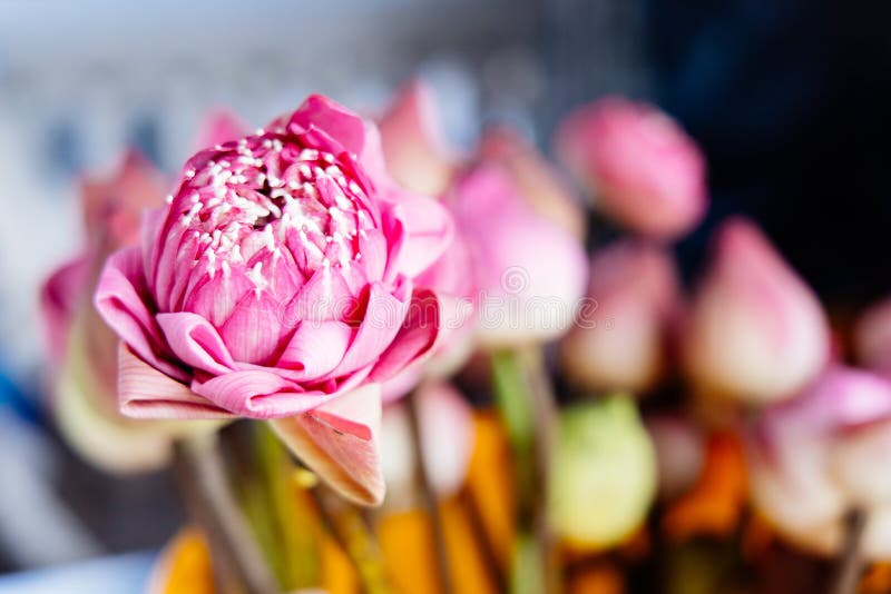 Mooie lotusbloembloemen in een emmer voor Boeddhistische godsdienstige ceremonie stock afbeelding Mooie lotusbloembloemen in een emmer voor Boeddhistische godsdienstige ceremonie stock afbeelding