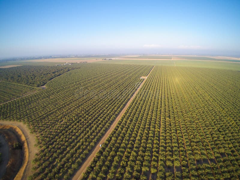 Beautiful aerial view of large almond orchard on a California farm in summer. Drone image of rows of green almond trees. Beautiful aerial view of large almond orchard on a California farm in summer. Drone image of rows of green almond trees.