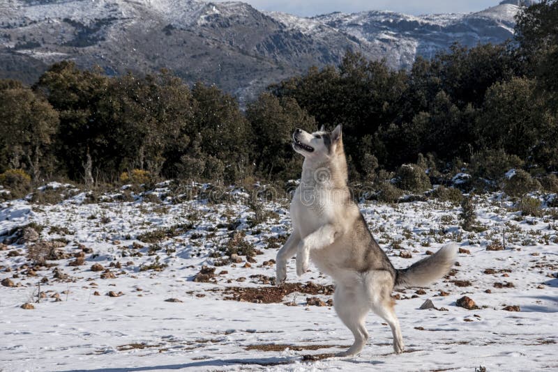 Head of Nordic alaskan malamute dog. Head of Nordic alaskan malamute dog