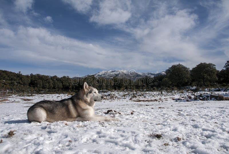 Head of Nordic alaskan malamute dog. Head of Nordic alaskan malamute dog