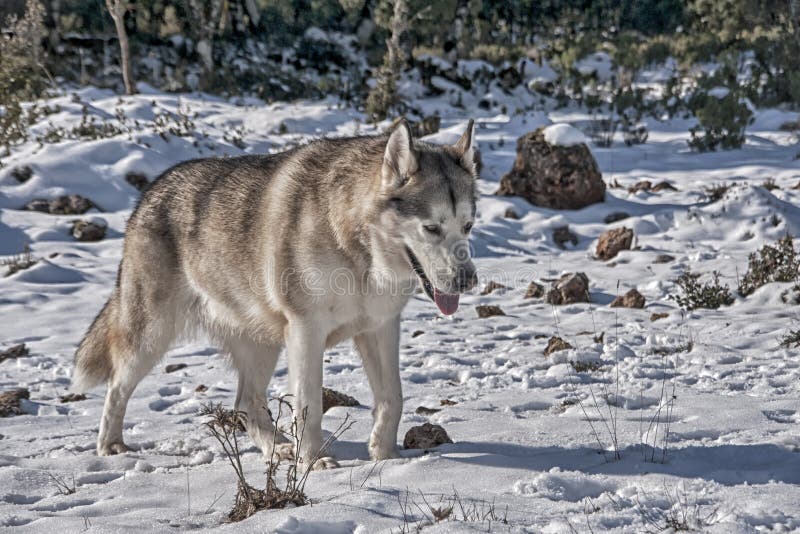 Head of Nordic alaskan malamute dog. Head of Nordic alaskan malamute dog