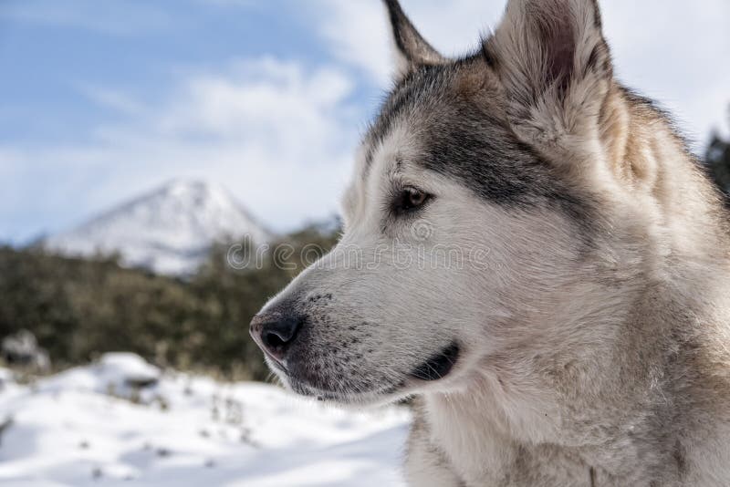 Head of Nordic alaskan malamute dog. Head of Nordic alaskan malamute dog