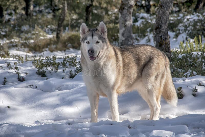 Head of Nordic alaskan malamute dog. Head of Nordic alaskan malamute dog