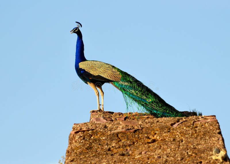 A very colorful and beautiful male peafowl or peacock bird standing on the top of a rock wall. A very colorful and beautiful male peafowl or peacock bird standing on the top of a rock wall