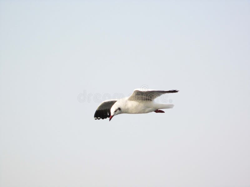 mooie mening van het vliegen vogelbeeld met tekstruimte royalty-vrije stock afbeelding mooie mening van het vliegen vogelbeeld met tekstruimte royalty-vrije stock afbeelding