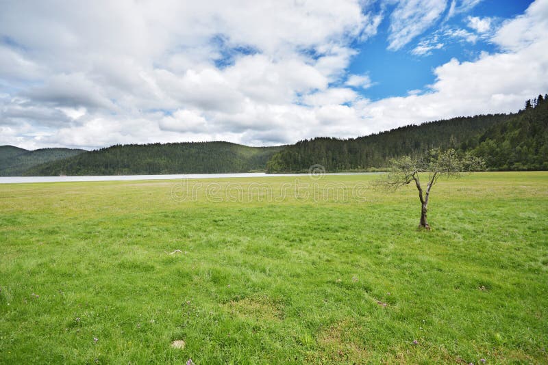 Mooie mountainï ¼ Œlakeï ¼ Œgrassland met eenzame boom royalty-vrije stock afbeelding Mooie mountainï ¼ Œlakeï ¼ Œgrassland met eenzame boom royalty-vrije stock afbeelding