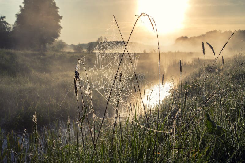 Mooie natuurlijke de zomerachtergrond de zon` s stralen gaan door mist en boom over close-updalingen van dauw op spiderweb bij stock afbeeldingen Mooie natuurlijke de zomerachtergrond de zon` s stralen gaan door mist en boom over close-updalingen van dauw op spiderweb bij stock afbeeldingen