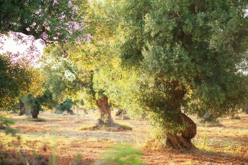 Mooie olijfbomen van Salento, Apulië Mediterraan olijfveld met oude olijfboom Traditionele aanplant in