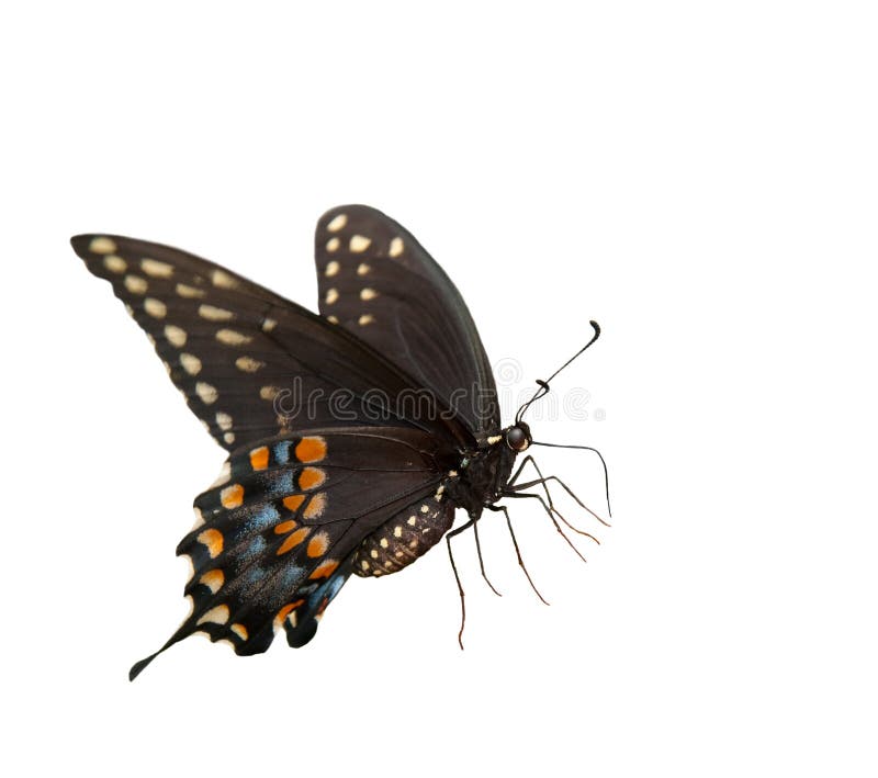 Mooie Oostelijke Zwarte Swallowtail royalty-vrije stock afbeelding Mooie Oostelijke Zwarte Swallowtail royalty-vrije stock afbeelding