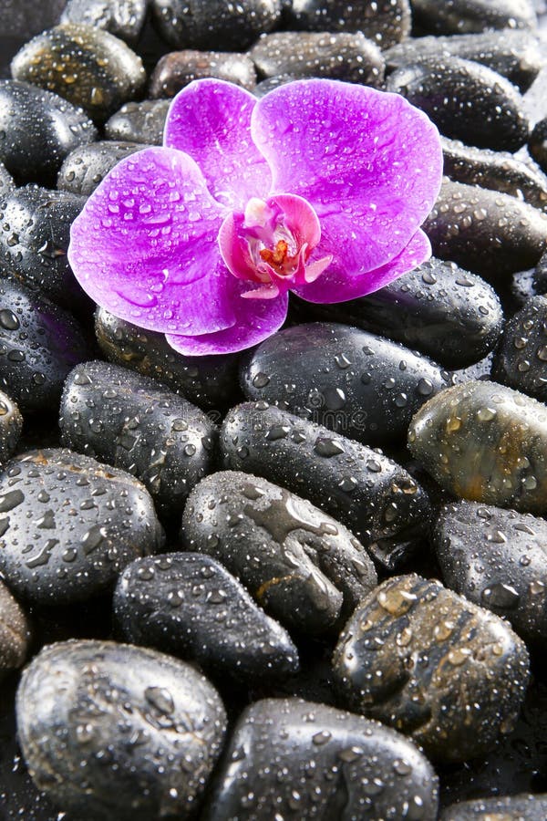 Mooie orchideeën, zwarte stenen, dalingen van water stock foto Mooie orchideeën, zwarte stenen, dalingen van water stock foto