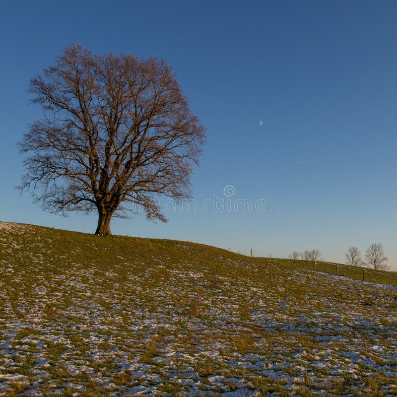 Mooie oude eenzame boom in het veld stock afbeelding Mooie oude eenzame boom in het veld stock afbeelding